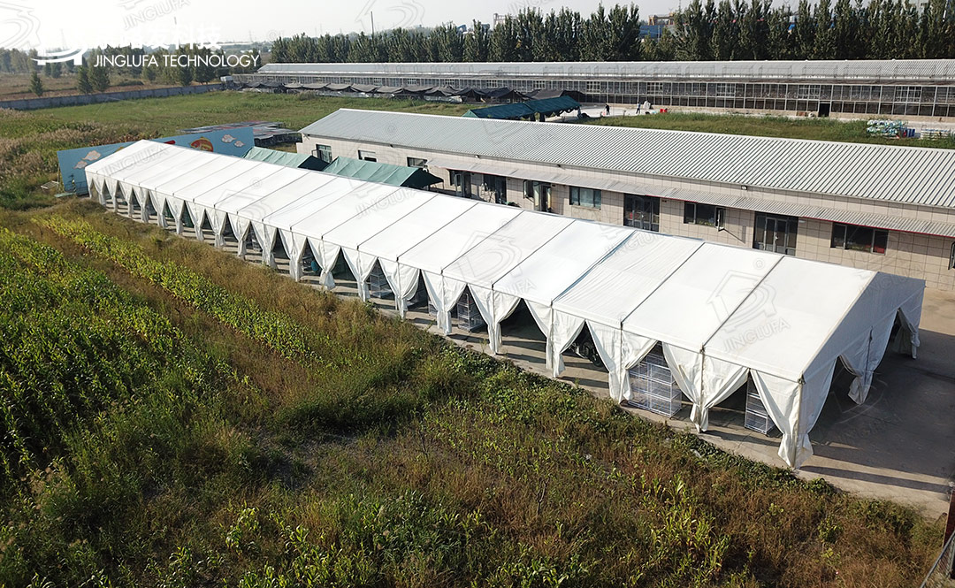 天津宁河赛鸽养殖基地